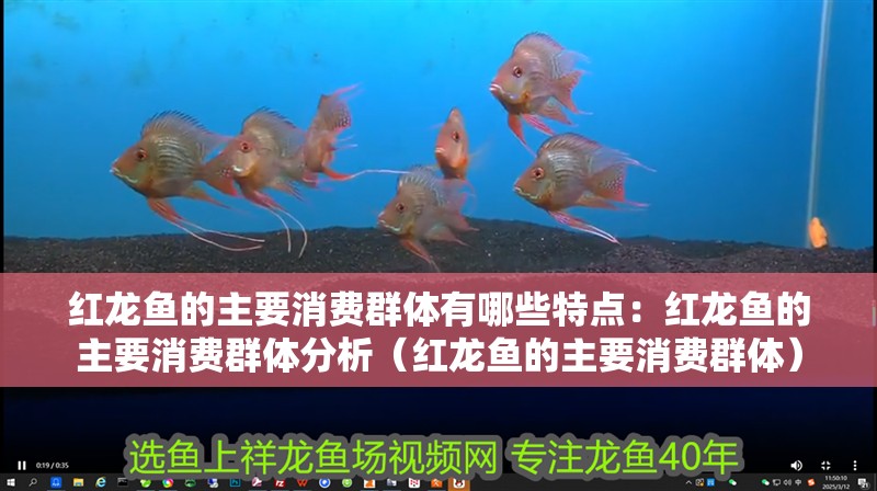 紅龍魚的主要消費群體有哪些特點：紅龍魚的主要消費群體分析（紅龍魚的主要消費群體）