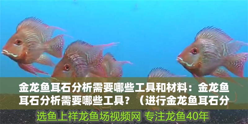 金龍魚耳石分析需要哪些工具和材料：金龍魚耳石分析需要哪些工具？（進行金龍魚耳石分析所需的工具）