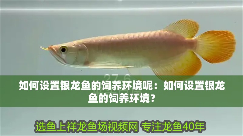 如何設置銀龍魚的飼養環境呢：如何設置銀龍魚的飼養環境？
