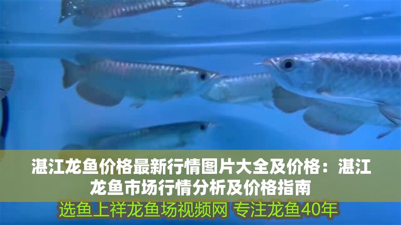 湛江龍魚價格最新行情圖片大全及價格：湛江龍魚市場行情分析及價格指南
