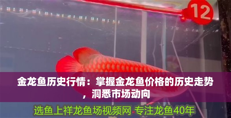 金龍魚歷史行情：掌握金龍魚價格的歷史走勢，洞悉市場動向