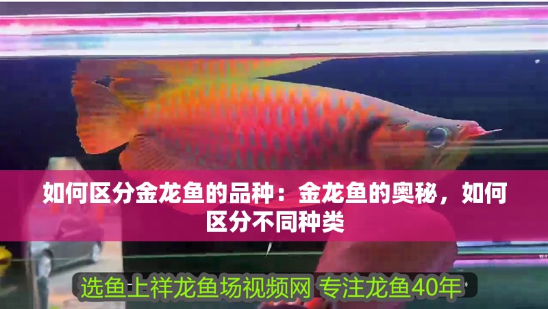 如何區分金龍魚的品種：金龍魚的奧秘，如何區分不同種類