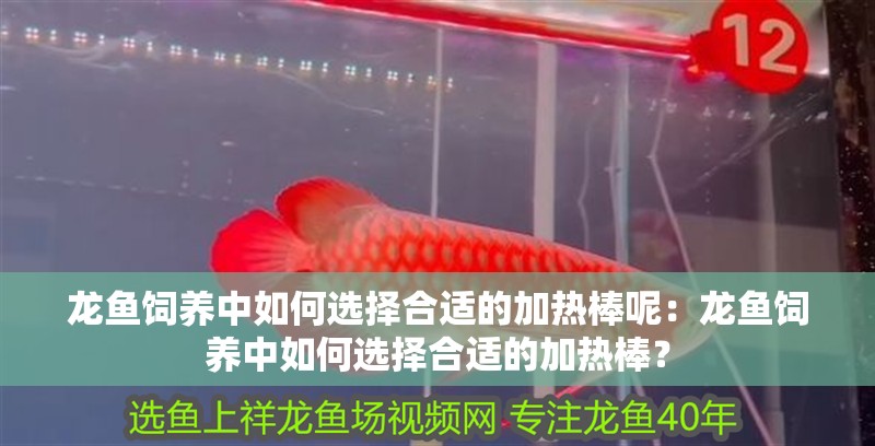 龍魚飼養中如何選擇合適的加熱棒呢：龍魚飼養中如何選擇合適的加熱棒？ 龍魚飼養中如何選擇合適的加熱棒呢：龍魚飼養中如何選擇合適的加熱棒？ 水族問答