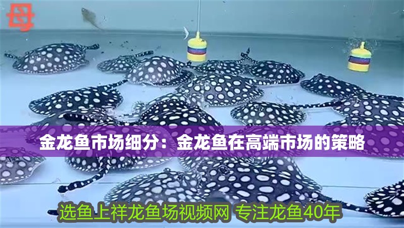 金龍魚市場細(xì)分：金龍魚在高端市場的策略