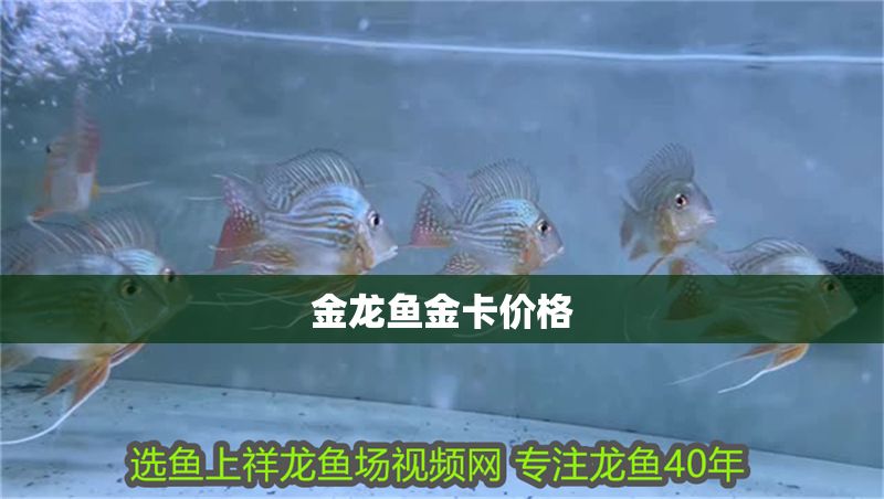 金龍魚金卡價格 金龍魚金卡價格 龍魚百科 第2張