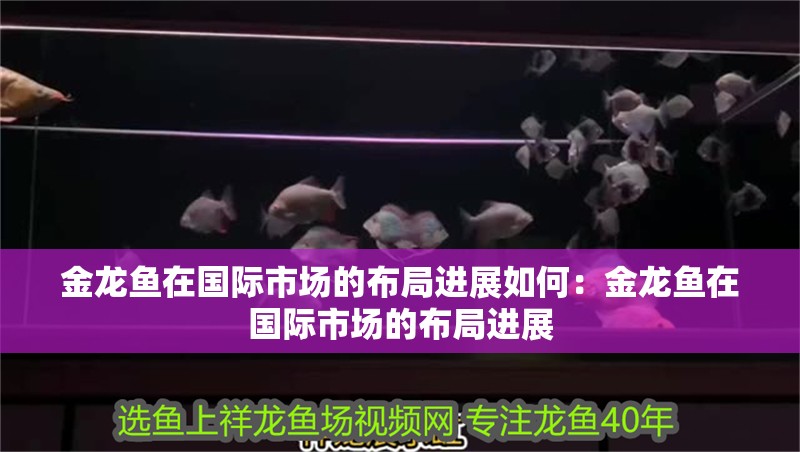 金龍魚在國際市場的布局進展如何：金龍魚在國際市場的布局進展
