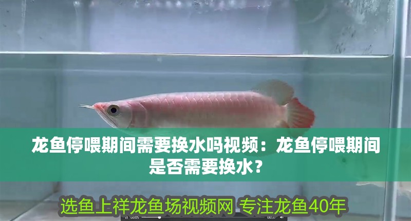 龍魚停喂期間需要換水嗎視頻：龍魚停喂期間是否需要換水？