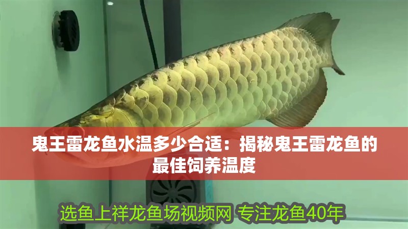 鬼王雷龍魚水溫多少合適：揭秘鬼王雷龍魚的最佳飼養溫度 鬼王雷龍魚水溫多少合適：揭秘鬼王雷龍魚的最佳飼養溫度 水族問答 第1張