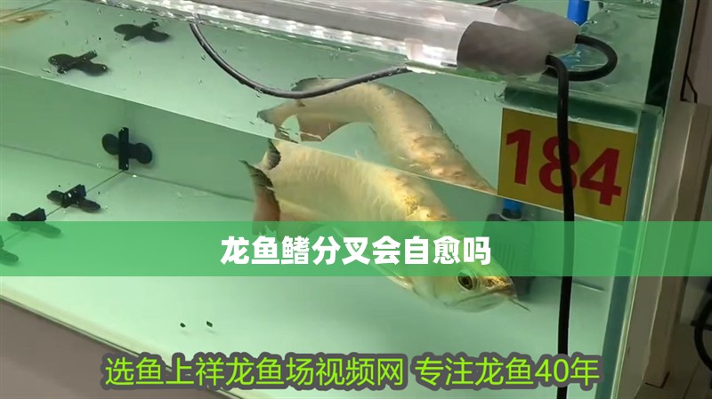 龍魚鰭分叉會自愈嗎
