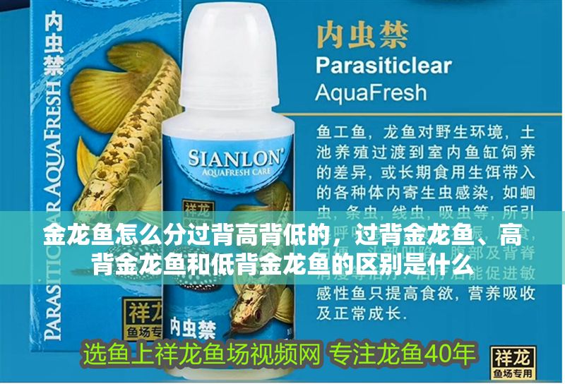 金龍魚怎么分過背高背低的，過背金龍魚、高背金龍魚和低背金龍魚的區別是什么
