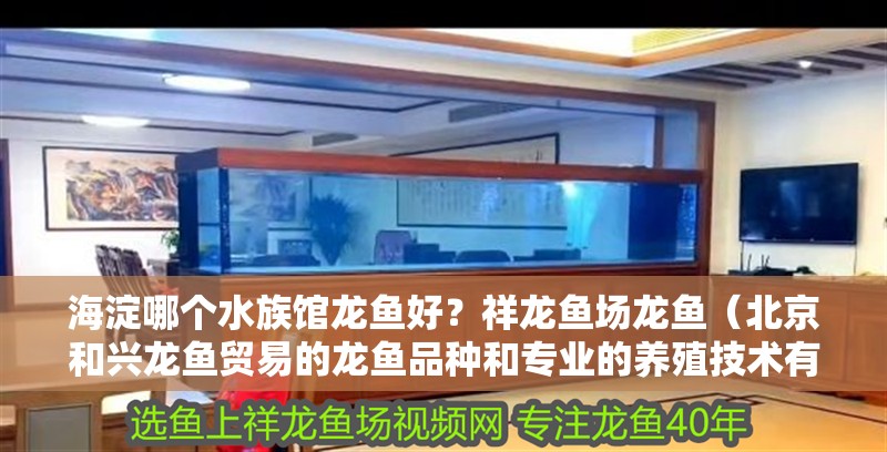 海淀哪個水族館龍魚好？祥龍魚場龍魚（北京和興龍魚貿易的龍魚品種和專業的養殖技術有哪些） 海淀哪個水族館龍魚好？祥龍魚場龍魚（北京和興龍魚貿易的龍魚品種和專業的養殖技術有哪些） 龍魚百科