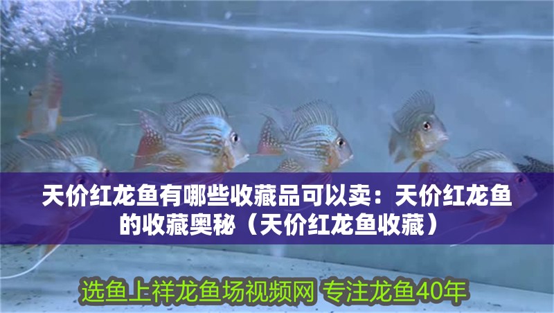 天價(jià)紅龍魚(yú)有哪些收藏品可以賣：天價(jià)紅龍魚(yú)的收藏奧秘（天價(jià)紅龍魚(yú)收藏）