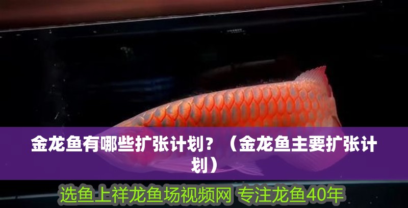 金龍魚有哪些擴張計劃？（金龍魚主要擴張計劃） 金龍魚有哪些擴張計劃？（金龍魚主要擴張計劃） 龍魚百科
