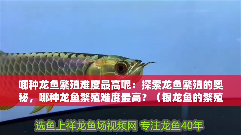 哪種龍魚繁殖難度最高呢：探索龍魚繁殖的奧秘，哪種龍魚繁殖難度最高？（銀龍魚的繁殖難度最高的繁殖難度最高的龍魚繁殖過程）