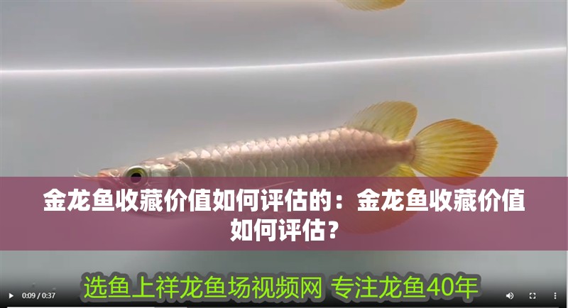 金龍魚收藏價值如何評估的：金龍魚收藏價值如何評估？