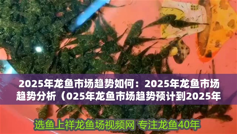 2025年龍魚市場趨勢如何：2025年龍魚市場趨勢分析（025年龍魚市場趨勢預計到2025年龍魚市場將呈現出怎樣的趨勢）
