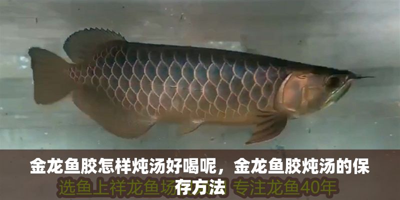 金龍魚膠怎樣燉湯好喝呢，金龍魚膠燉湯的保存方法
