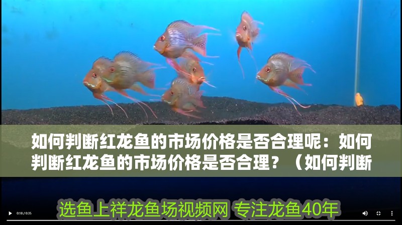 如何判斷紅龍魚的市場價格是否合理呢：如何判斷紅龍魚的市場價格是否合理？（如何判斷紅龍魚市場價格是否合理）
