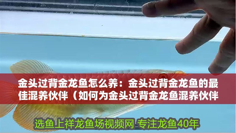 金頭過背金龍魚怎么養(yǎng)：金頭過背金龍魚的最佳混養(yǎng)伙伴（如何為金頭過背金龍魚混養(yǎng)伙伴選擇合適的混養(yǎng)伙伴）