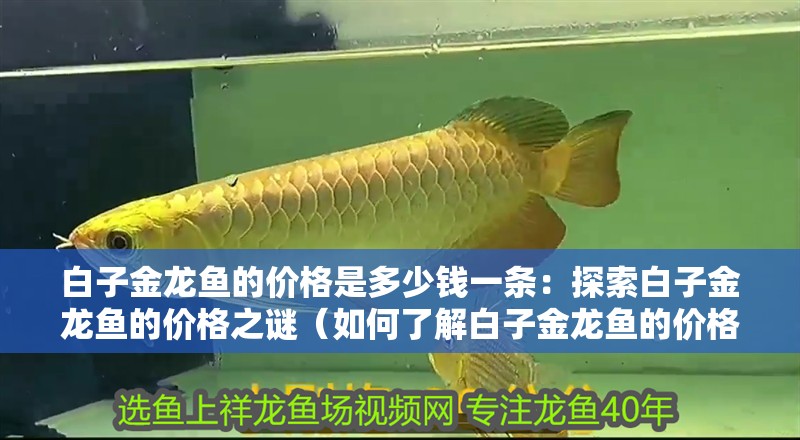 白子金龍魚的價格是多少錢一條：探索白子金龍魚的價格之謎（如何了解白子金龍魚的價格）