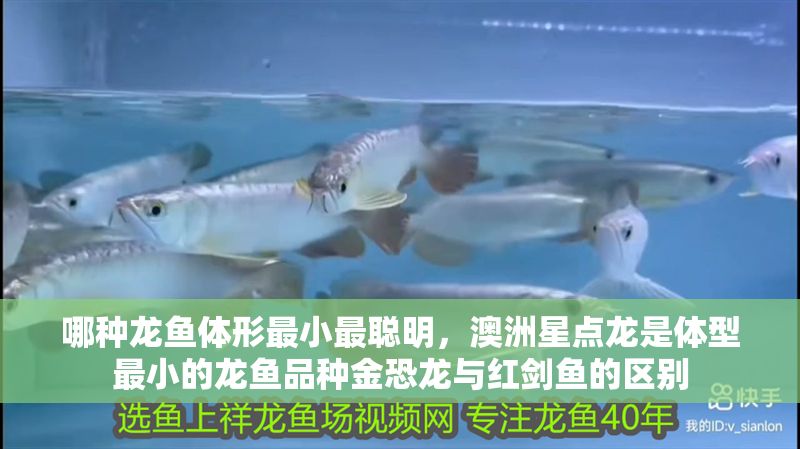 哪種龍魚體形最小最聰明，澳洲星點龍是體型最小的龍魚品種金恐龍與紅劍魚的區別