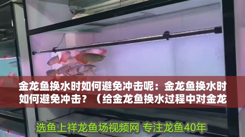 金龍魚換水時如何避免沖擊呢：金龍魚換水時如何避免沖擊？（給金龍魚換水過程中對金龍魚的換水過程中需要注意的措施）