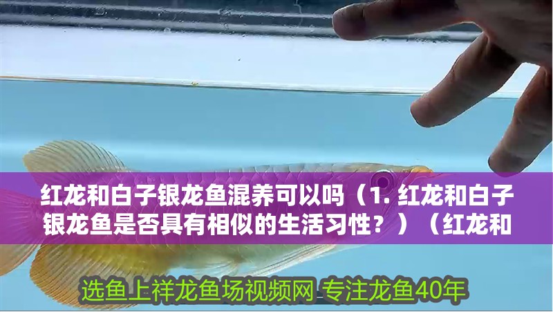 紅龍和白子銀龍魚(yú)混養(yǎng)可以嗎（1. 紅龍和白子銀龍魚(yú)是否具有相似的生活習(xí)性？）（紅龍和白子銀龍魚(yú)混養(yǎng)的可行性分析） 紅龍和白子銀龍魚(yú)混養(yǎng)可以嗎（1. 紅龍和白子銀龍魚(yú)是否具有相似的生活習(xí)性？）（紅龍和白子銀龍魚(yú)混養(yǎng)的可行性分析） 觀賞魚(yú)百科