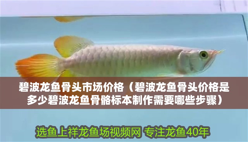碧波龍魚骨頭市場價格（碧波龍魚骨頭價格是多少碧波龍魚骨骼標本制作需要哪些步驟）