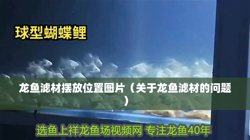 龍魚濾材擺放位置圖片（關于龍魚濾材的問題）