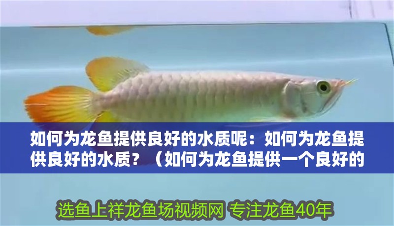 如何為龍魚提供良好的水質呢：如何為龍魚提供良好的水質？（如何為龍魚提供一個良好的水質環境）