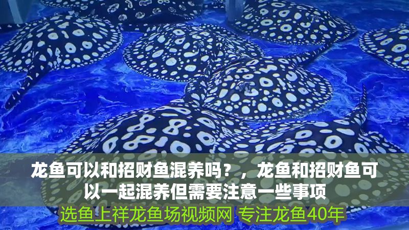 龍魚可以和招財(cái)魚混養(yǎng)嗎？，龍魚和招財(cái)魚可以一起混養(yǎng)但需要注意一些事項(xiàng)