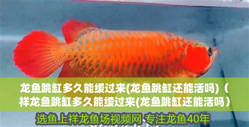 龍魚跳缸多久能緩過來(龍魚跳缸還能活嗎)（祥龍魚跳缸多久能緩過來(龍魚跳缸還能活嗎）