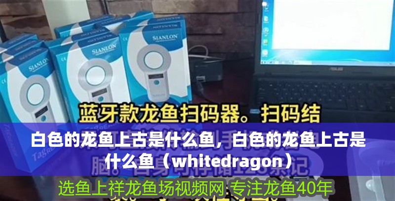 白色的龍魚上古是什么魚，白色的龍魚上古是什么魚（whitedragon）