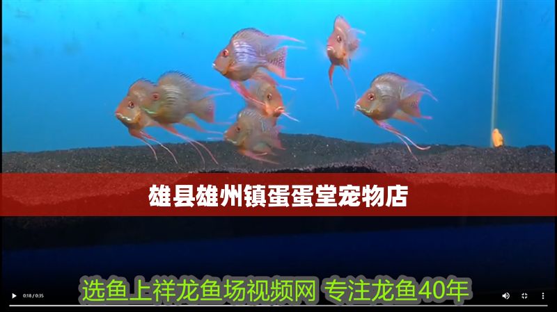 雄縣雄州鎮蛋蛋堂寵物店 全國水族館企業名錄 第1張 雄縣雄州鎮蛋蛋堂寵物店 雄縣雄州鎮蛋蛋堂寵物店 全國水族館企業名錄 第1張