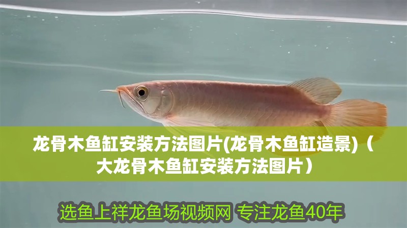 龍骨木魚缸安裝方法圖片(龍骨木魚缸造景)（大龍骨木魚缸安裝方法圖片）