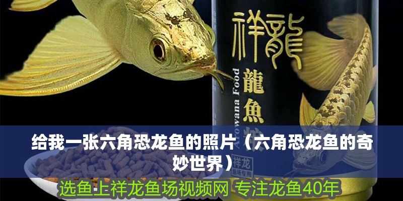 給我一張六角恐龍魚(yú)的照片（六角恐龍魚(yú)的奇妙世界）