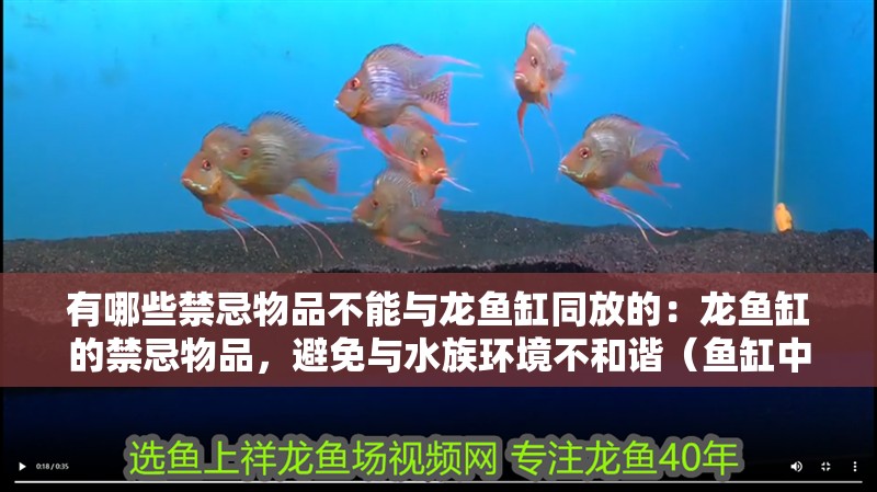 有哪些禁忌物品不能與龍魚缸同放的：龍魚缸的禁忌物品，避免與水族環境不和諧（魚缸中的水族箱中的禁忌物品及其他植物可能會造成傷害）