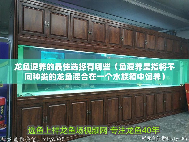 龍魚混養的最佳選擇有哪些（魚混養是指將不同種類的龍魚混合在一個水族箱中飼養）