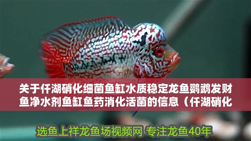 關(guān)于仟湖硝化細(xì)菌魚缸水質(zhì)穩(wěn)定龍魚鸚鵡發(fā)財(cái)魚凈水劑魚缸魚藥消化活菌的信息（仟湖硝化細(xì)菌魚缸水質(zhì)穩(wěn)定）