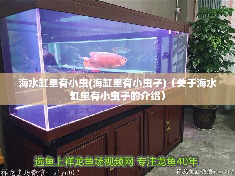 海水缸里有小蟲(海缸里有小蟲子)（關于海水缸里有小蟲子的介紹） 海水缸里有小蟲(海缸里有小蟲子)（關于海水缸里有小蟲子的介紹） 觀賞魚百科