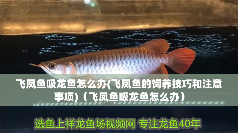 我的虎魚真菌感染了要怎么處理 飛鳳魚吸龍魚怎么辦(飛鳳魚的飼養技巧和注意事項)(飛鳳魚吸龍魚怎么辦) 觀賞魚百科 飛鳳魚吸龍魚怎么辦(飛鳳魚的飼養技巧和注意事項)(飛鳳魚吸龍魚怎么辦) 飛鳳魚吸龍魚怎么辦(飛鳳魚的飼養技巧和注意事項)(飛鳳魚吸龍魚怎么辦) 觀賞魚百科