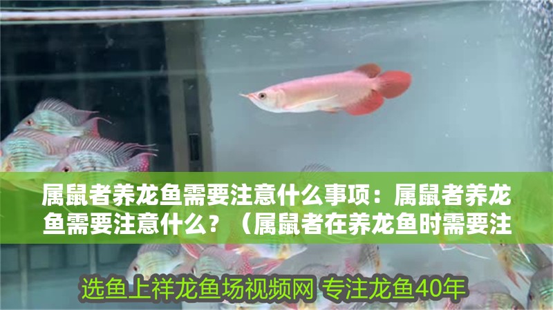 屬鼠者養龍魚需要注意什么事項：屬鼠者養龍魚需要注意什么？（屬鼠者在養龍魚時需要注意什么）