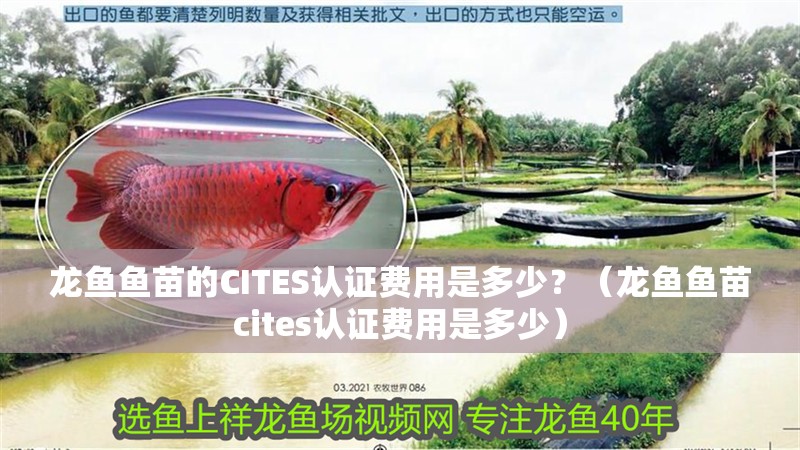 龍魚魚苗的CITES認證費用是多少？（龍魚魚苗cites認證費用是多少）