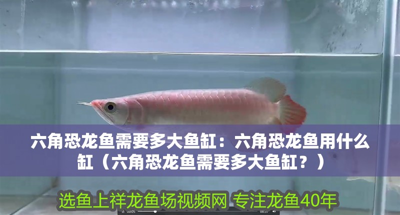 紅龍魚(yú)用黃燈烤有用嗎 六角恐龍魚(yú)需要多大魚(yú)缸:六角恐龍魚(yú)用什么缸(六角恐龍魚(yú)需要多大魚(yú)缸?) 觀賞魚(yú)百科 六角恐龍魚(yú)需要多大魚(yú)缸:六角恐龍魚(yú)用什么缸(六角恐龍魚(yú)需要多大魚(yú)缸?) 六角恐龍魚(yú)需要多大魚(yú)缸:六角恐龍魚(yú)用什么缸(六角恐龍魚(yú)需要多大魚(yú)缸?) 觀賞魚(yú)百科