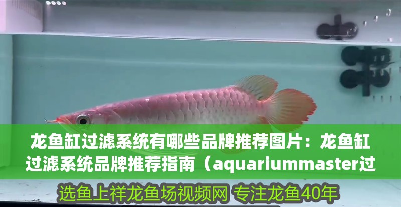 龍魚缸過(guò)濾系統(tǒng)有哪些品牌推薦圖片：龍魚缸過(guò)濾系統(tǒng)品牌推薦指南（aquariummaster過(guò)濾系統(tǒng)品牌推薦）