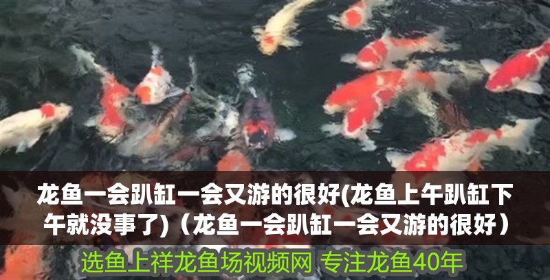 龍魚一會趴缸一會又游的很好(龍魚上午趴缸下午就沒事了)（龍魚一會趴缸一會又游的很好）