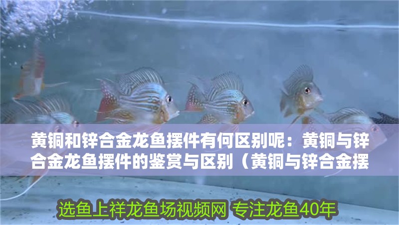 黃銅和鋅合金龍魚擺件有何區(qū)別呢：黃銅與鋅合金龍魚擺件的鑒賞與區(qū)別（黃銅與鋅合金擺件的區(qū)別）