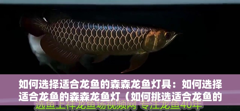 如何選擇適合龍魚的森森龍魚燈具：如何選擇適合龍魚的森森龍魚燈（如何挑選適合龍魚的森森龍魚燈）