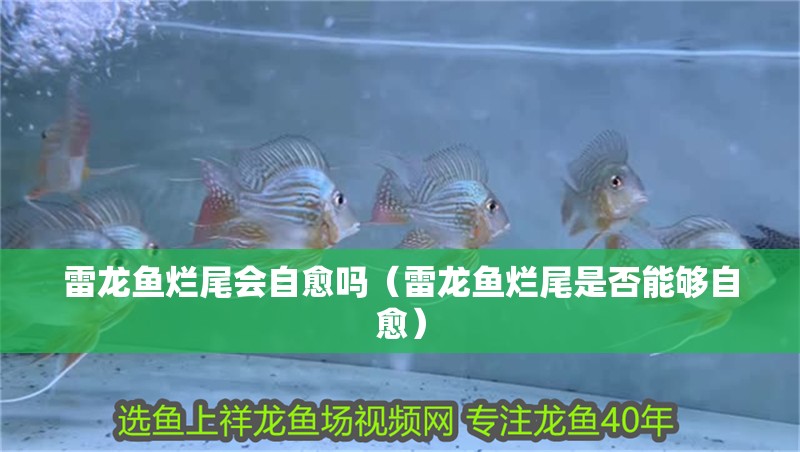 雷龍魚爛尾會(huì)自愈嗎（雷龍魚爛尾是否能夠自愈）