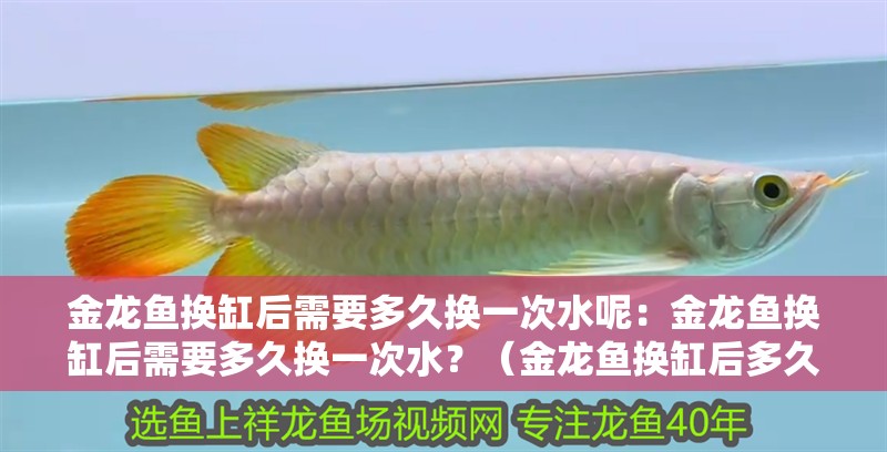 金龍魚換缸后需要多久換一次水呢：金龍魚換缸后需要多久換一次水？（金龍魚換缸后多久換一次水）